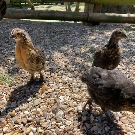La Bouillerie * Gonneville-sur-Mer