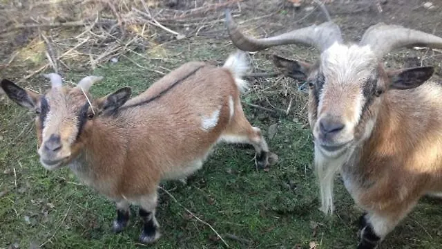 La Bouillerie * Gonneville-sur-Mer