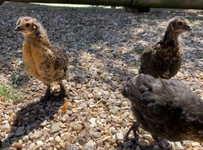 La Bouillerie * Gonneville-sur-Mer