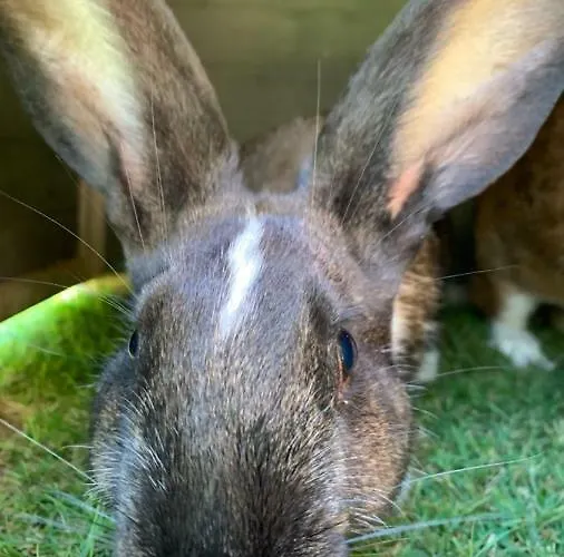 La Bouillerie Bed & Breakfast Gonneville-sur-Mer